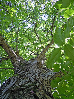 tree, walnut tree, leaves, leaf, green, tribe, bark, deciduous tree HD wallpaper