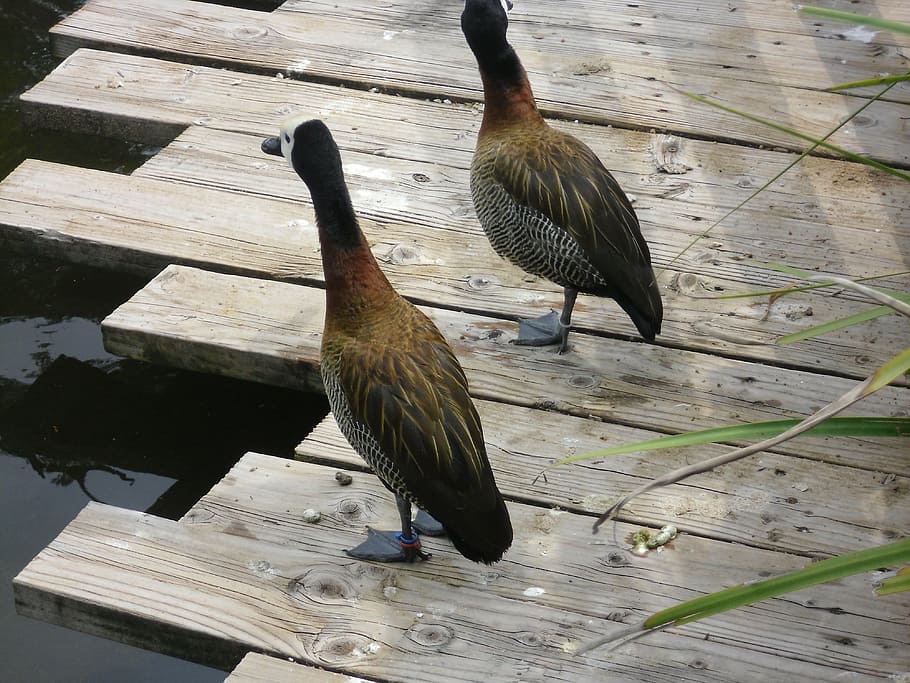 bird, zoo, water, deck, wood, duck, animal themes, animals in the wild HD wallpaper