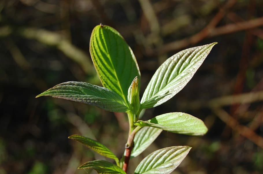bud, nature, leaf, spring, green, tree, plant part, growth HD wallpaper