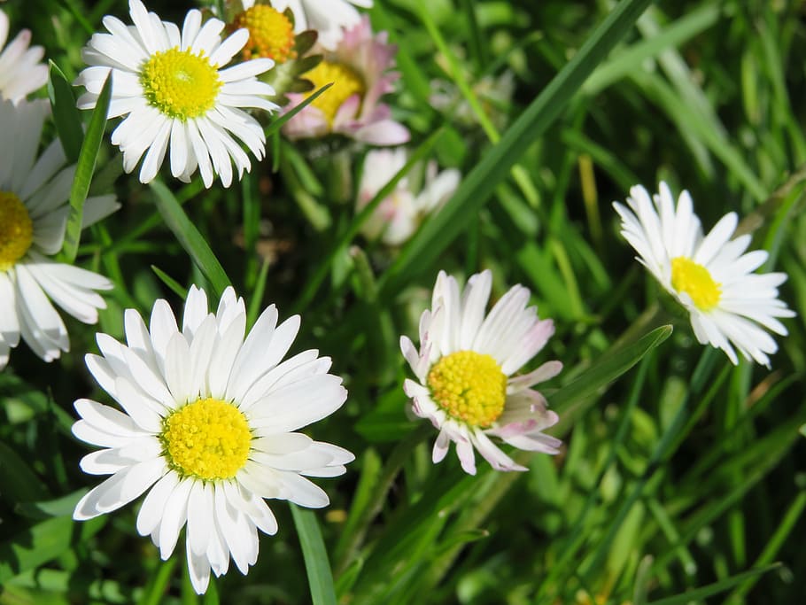daisy, meadow, grass, green, flowers, spring, nature, flower meadow HD wallpaper