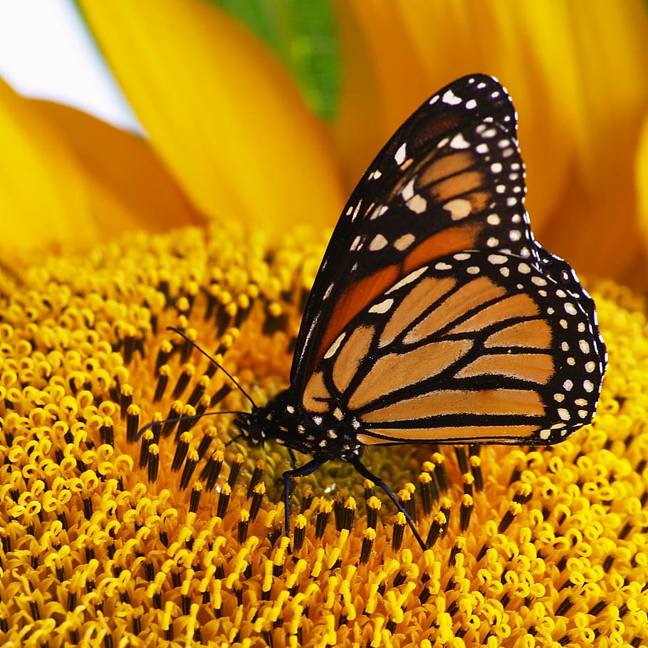 selective focus photography of butterfly on flower, monarch, top