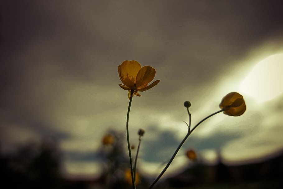 flowers, summer, back light, spring, blossom, bloom, plant HD wallpaper