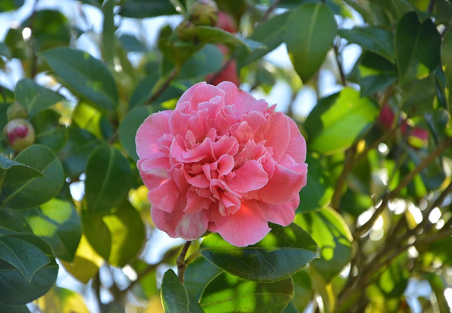 HD wallpaper: flower, flower of camellia, camellia pink, plant, nature ...