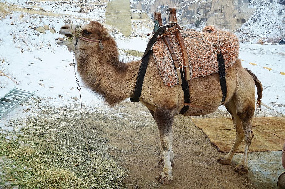 camel, animal, mammal, travel, safari, tourism, arabian, dromedary