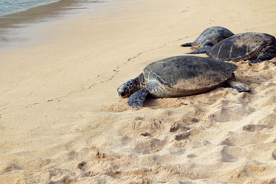 three brown turtles on seashore, three turtles on brown sand near body of water HD wallpaper
