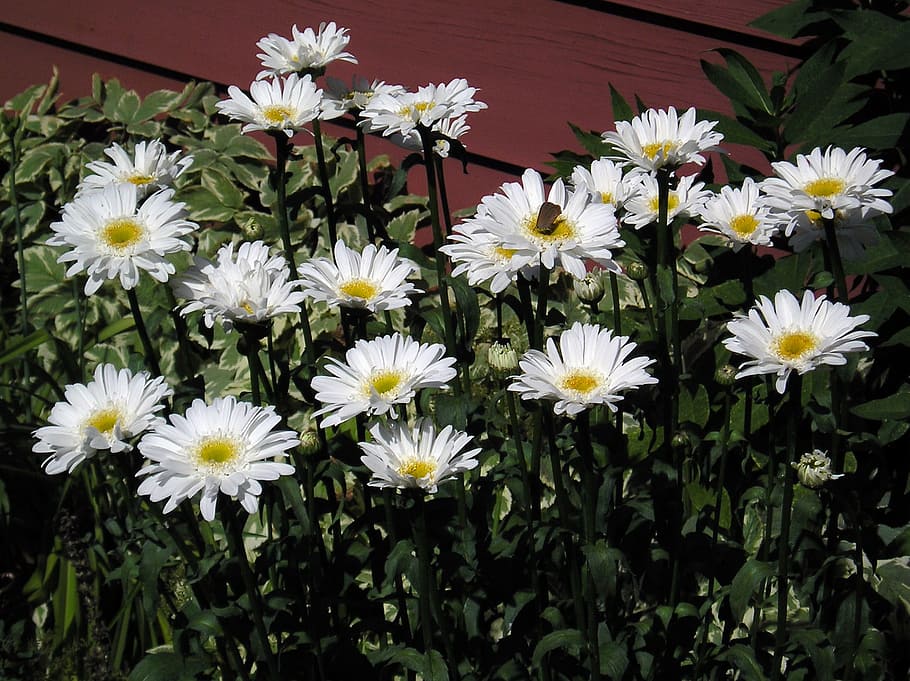 white, daisy, group, flower, beauty, nature, candid, greens HD wallpaper
