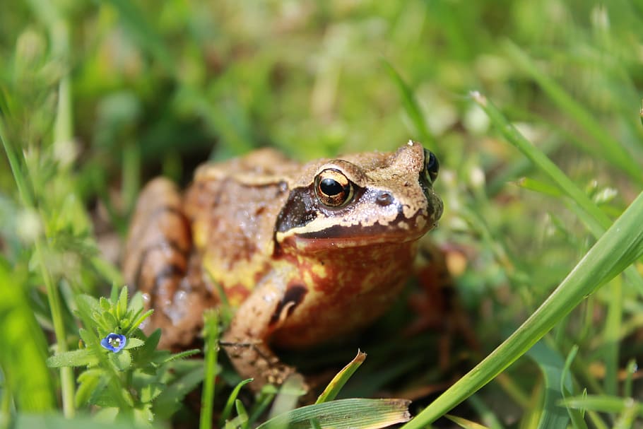 frog, grass, path, spring, animal themes, animal wildlife, animals in the wild HD wallpaper