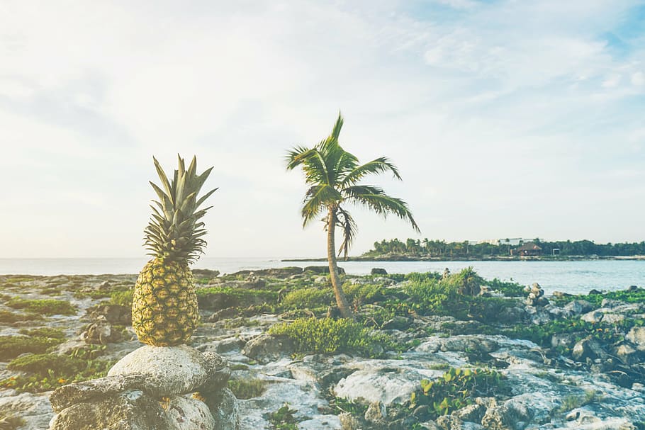 pineapple fruit on stone, beach, coast, island, ocean, outdoors HD wallpaper