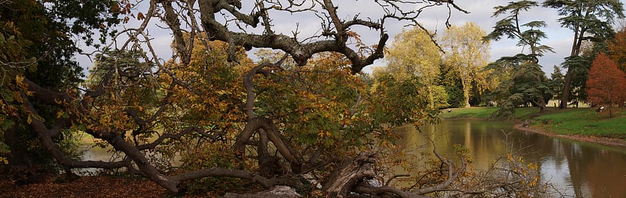 fallen tree, trunk, nature, water, plant, lake, tranquility HD wallpaper