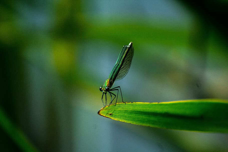 closeup photo of green dragonfly, green damselfly on leaf, green leaf HD wallpaper