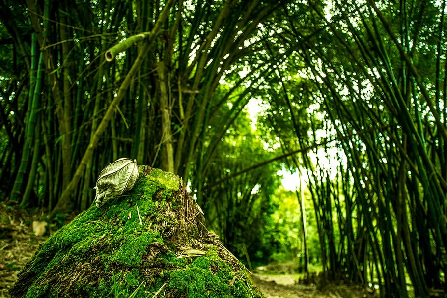 Forest, Green, Trees, Bamboo, Nature, foam, forests, leaves HD wallpaper
