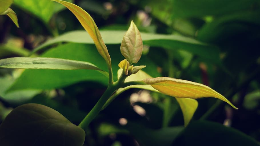 sprout, bud, shoot, leaf, green, plant, growth, nature, close-up HD wallpaper