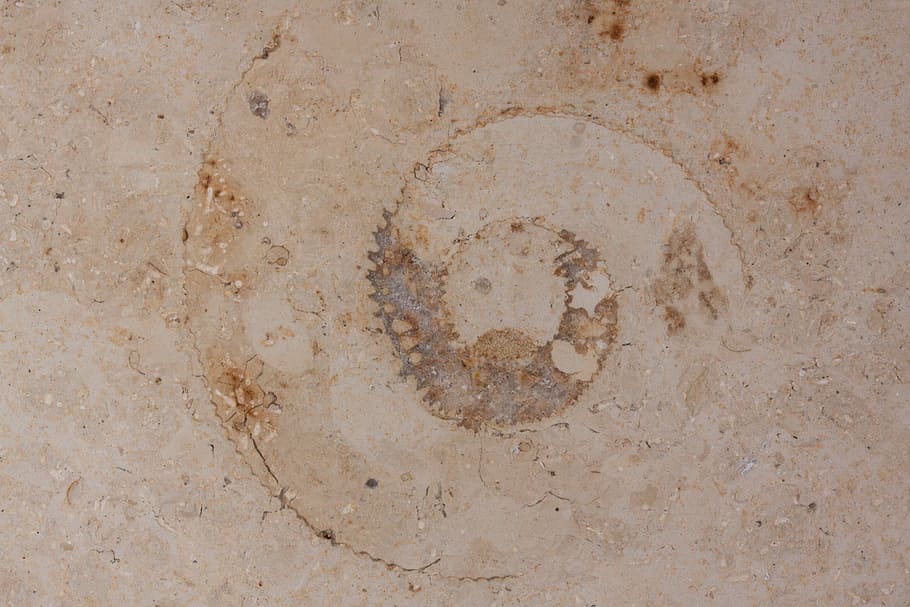 petrification, fossil nautilus, solnhofen limestone slabs, jura, HD wallpaper