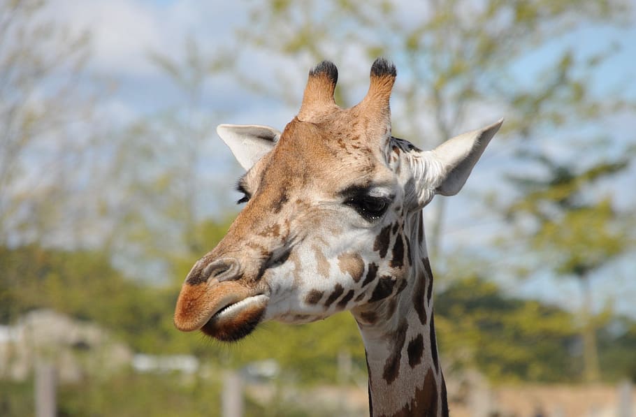 Giraffe, Zoo, Head, Close, one animal, animals in the wild HD wallpaper