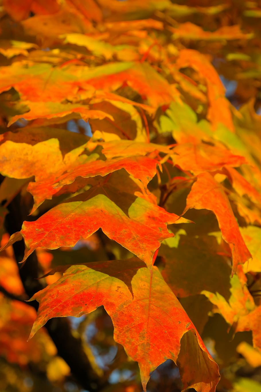 maple leaf, leaves, canopy, autumn, fall color, branch, acer platanoides, HD wallpaper