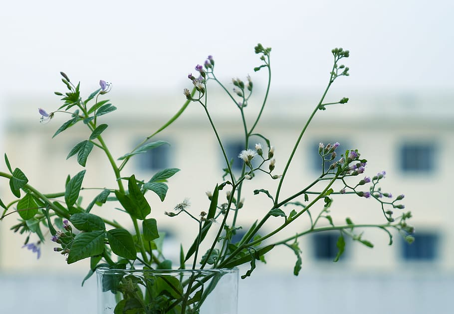 emotion, wildflowers, li ti, side window frames, background HD wallpaper
