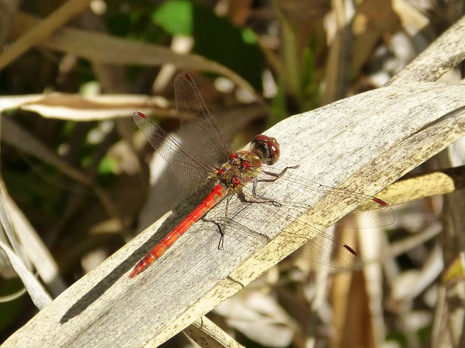 dragonfly, red, leaf, red dragonfly, branch, beauty, insect HD wallpaper