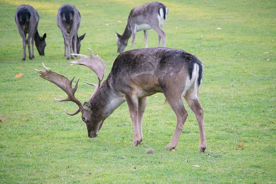 park, nature, fallow deer, animal, grass, animal themes, mammal HD wallpaper