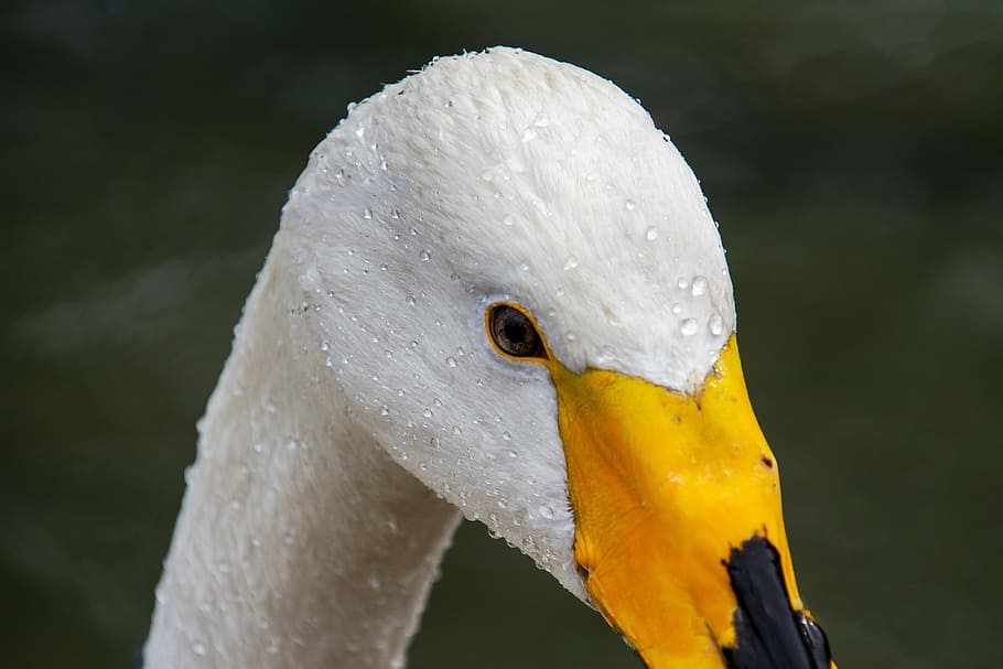 white swan face close up, whooper swan, cygnus cygnus, swan head, HD wallpaper