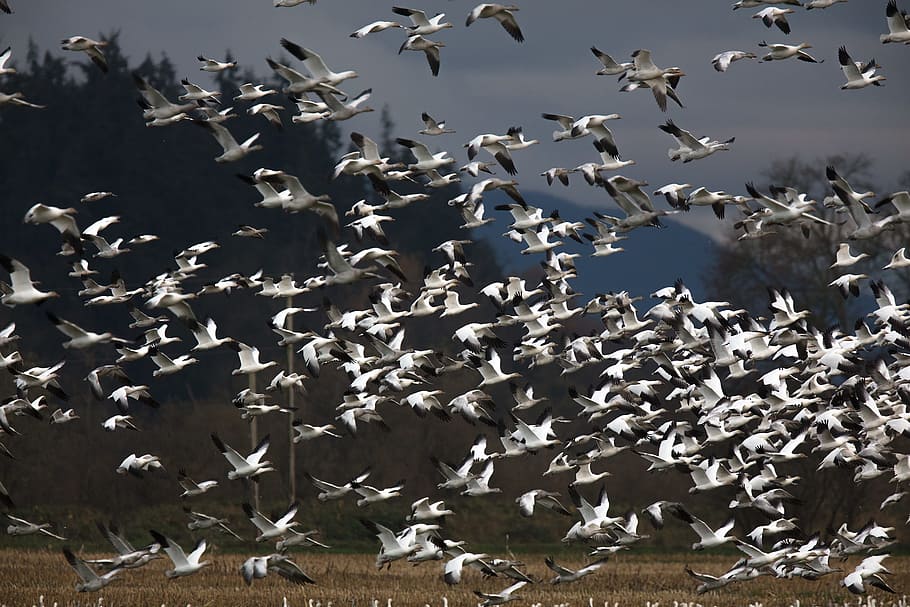 snow geese, birds, wildlife, nature, migrate, flying, vertebrate, HD wallpaper