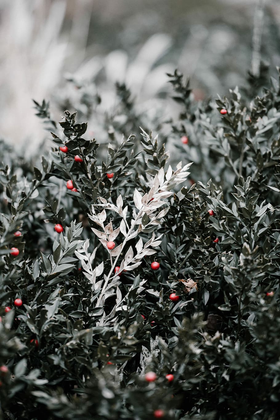 Winter berries, selective color of red berries, bush, foliage HD wallpaper