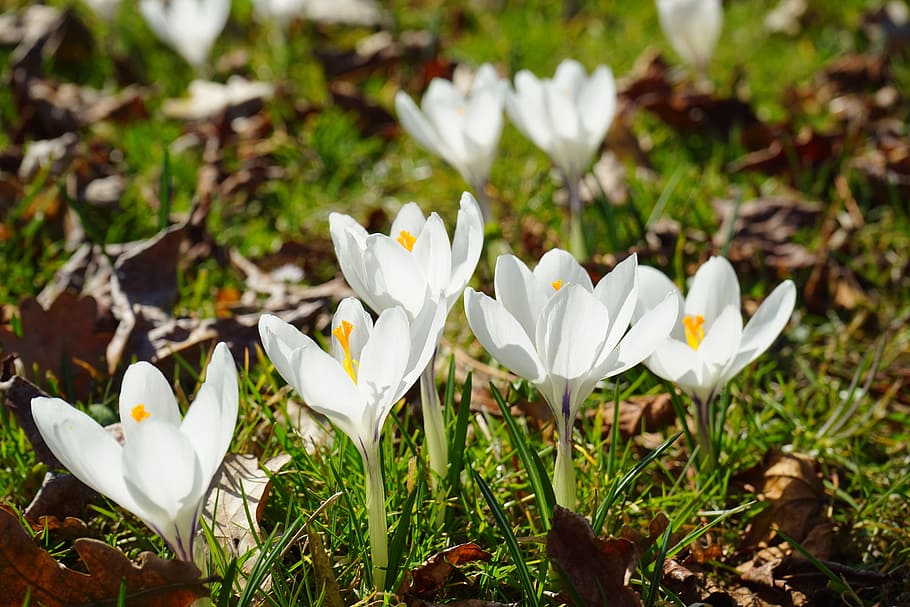 Crocus, White, Flower, Spring, Blossom, bloom, close, nature HD wallpaper