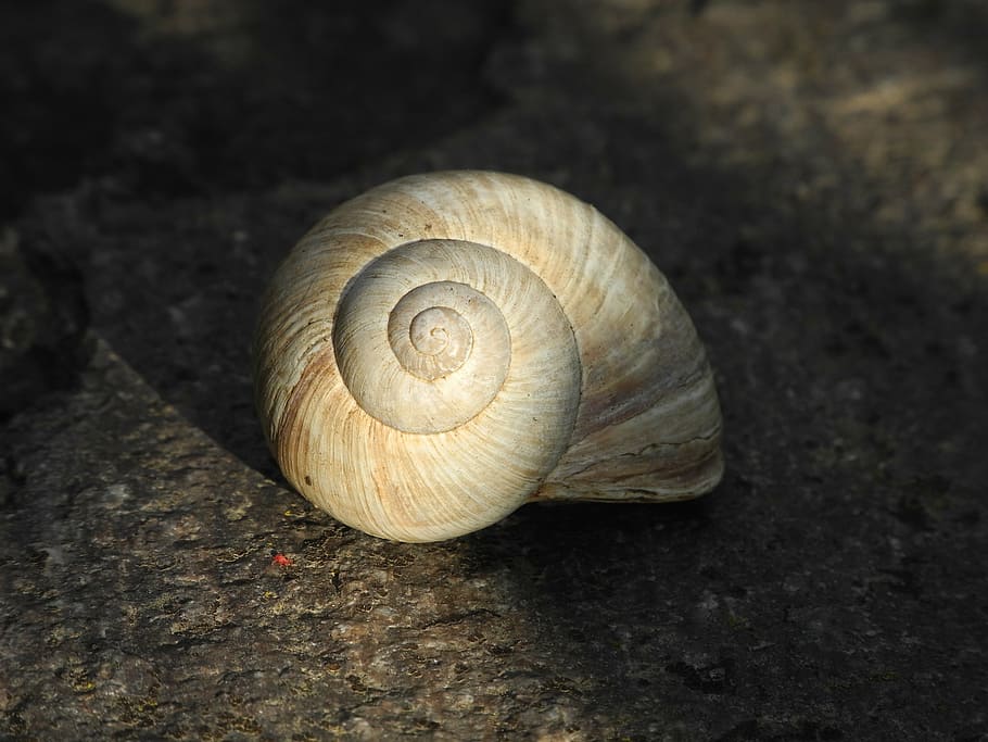 shell, empty, sunlight, light and shadow, animal wildlife, animal themes HD wallpaper