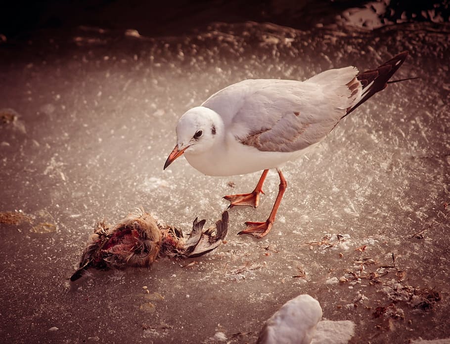 birds, prey, wild, predator, carnivore, animal, seagull, nature HD wallpaper