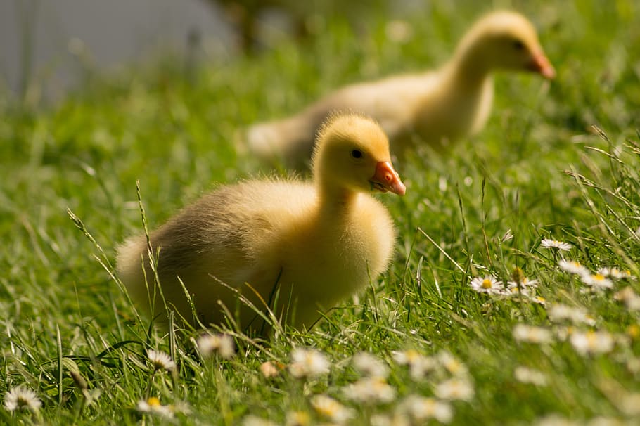 goslings, duckling, chick, farm animal, geese, cute, bird, yellow, HD wallpaper