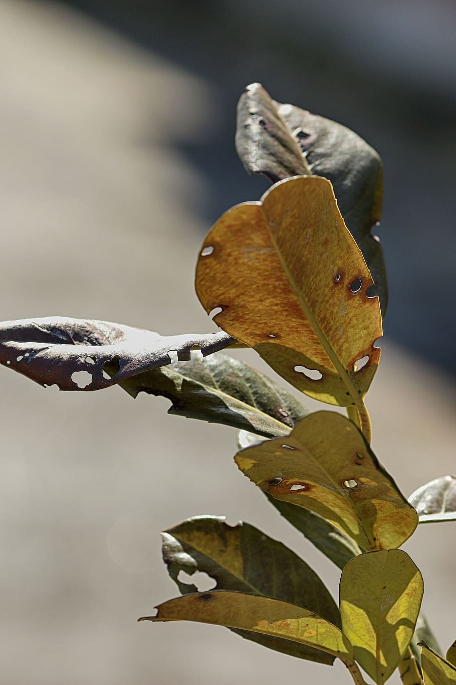 nature, leaf, outdoors, plant part, close-up, focus on foreground HD wallpaper