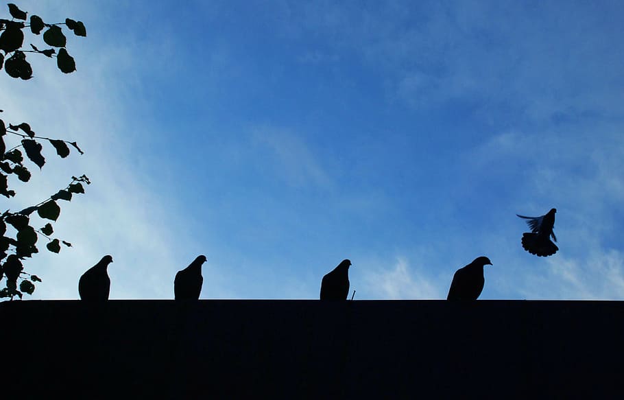 doves, animal, sky, bird, fly, blue, pigeon, silhouette, animal themes HD wallpaper
