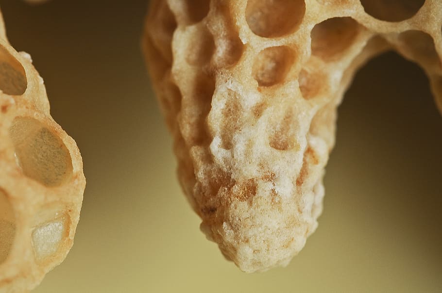 bees, queen cell, nature, close, close-up, indoors, no people HD wallpaper