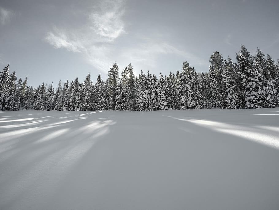 landscape photography of pine trees covered in snow, snow covered pine trees taken under white clouds during daytime HD wallpaper