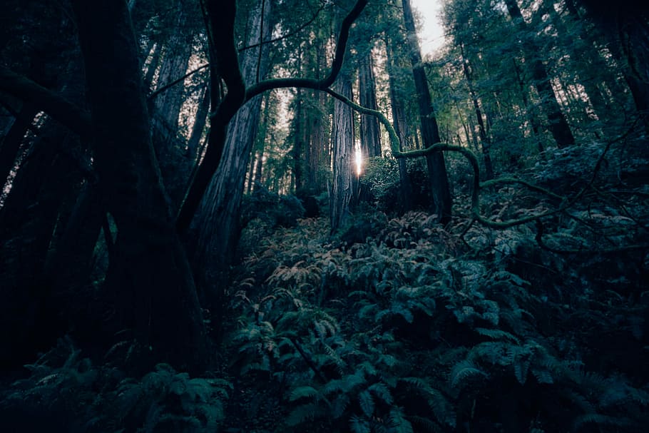 low angle photo of trees, dark, forest, landscape, light, mystery HD wallpaper