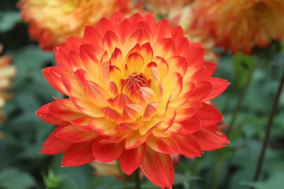 red and yellow dahlia flower closeup photography, flowers, bright HD wallpaper