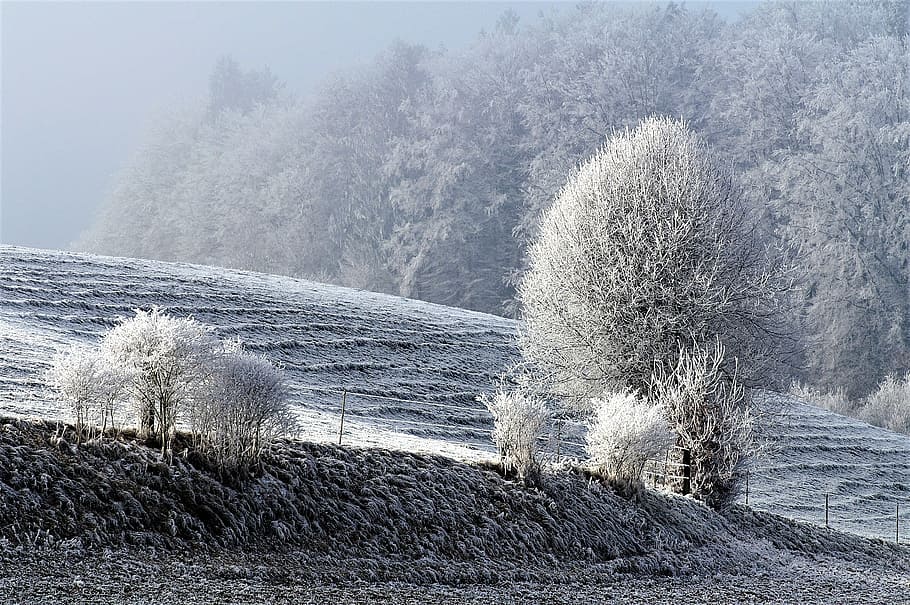 winter, snow, wintry, snowy, frost, winter magic, nature, ice HD wallpaper