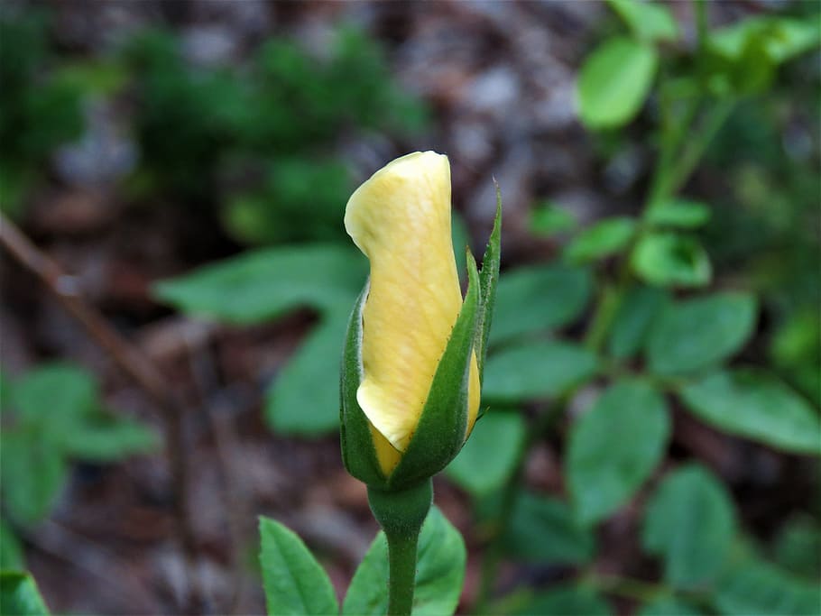 flower, bud, yellow, rose, garden, plant, growth, green color HD wallpaper