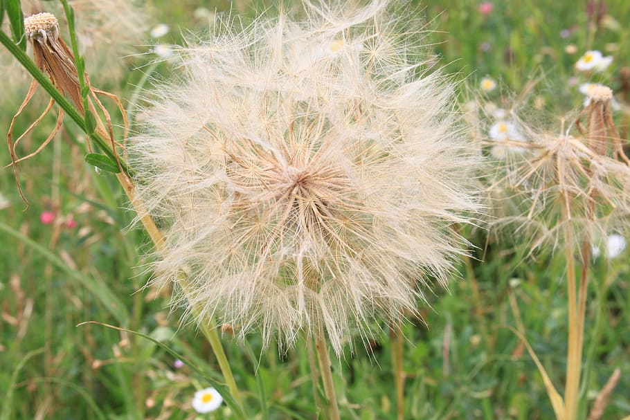 beard, dandelion, giant, goat, pratensis, seeds, tragopogon HD wallpaper