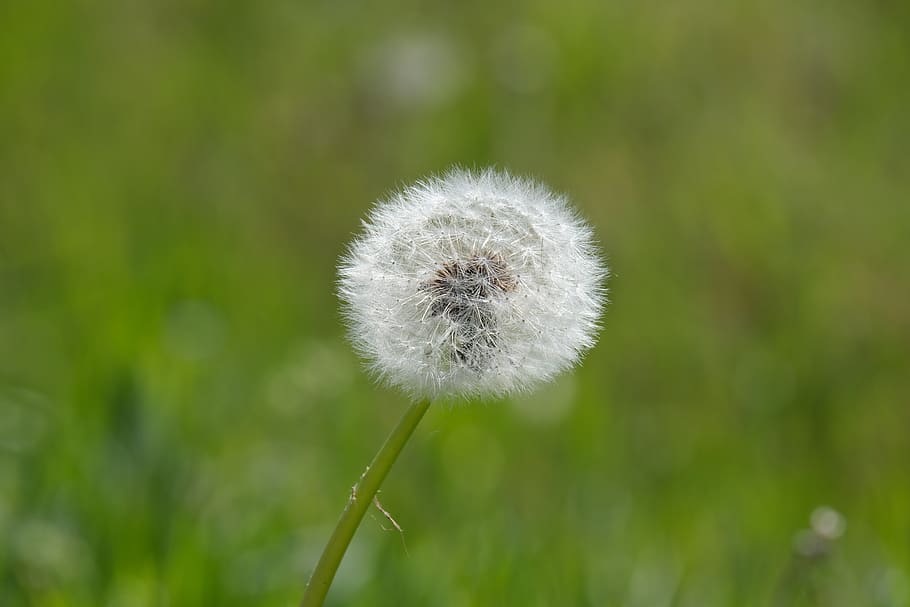 dandelion, spring, meadow, plant, flower, freshness, focus on foreground HD wallpaper