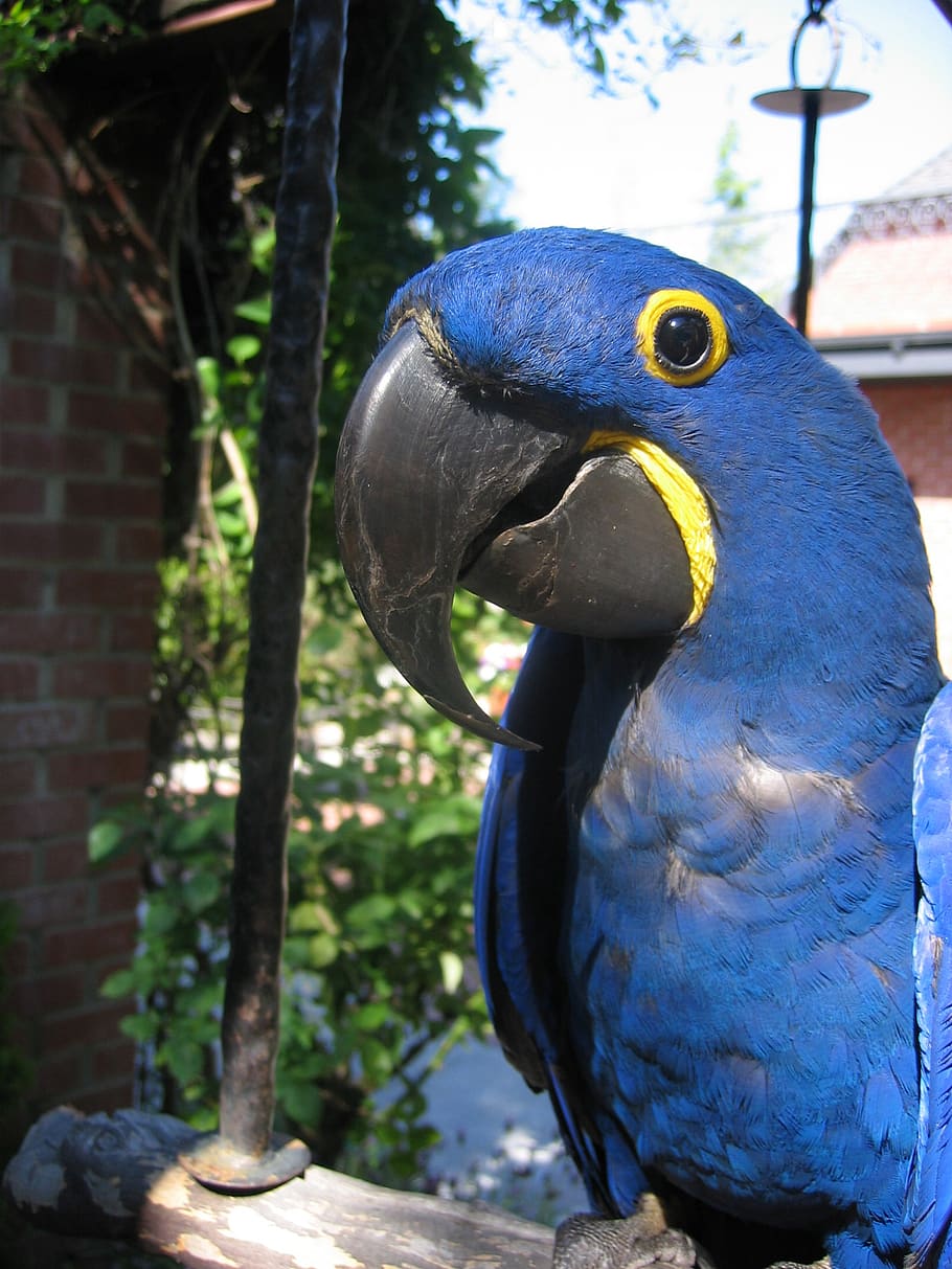 blue, parrot, closeup, bird, vertebrate, animal themes, animal wildlife HD wallpaper