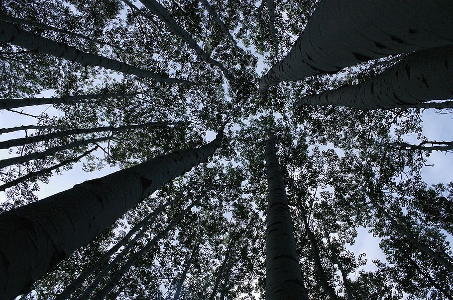 Forest, Trees, Perspective, nature, pine tree, no people, scenics HD wallpaper