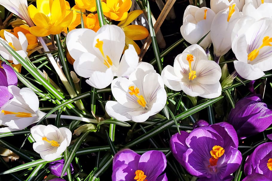 yellow, white, and purple flowers, crocus, bloom, color, spring flower HD wallpaper