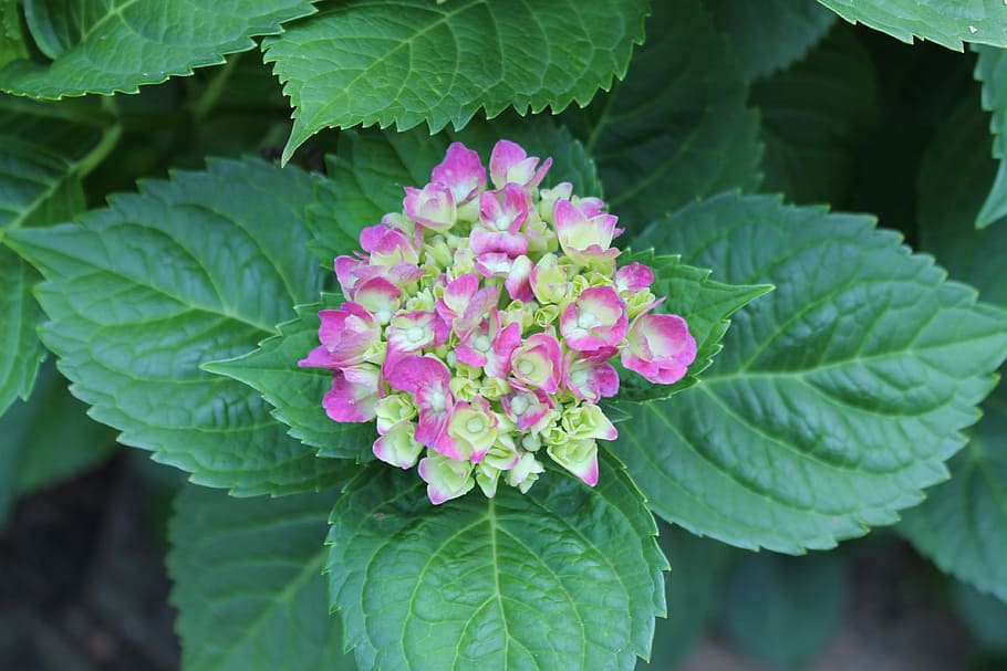 Plant, Flower, Spring, Garden, Floral, green, beauty, leaf HD wallpaper