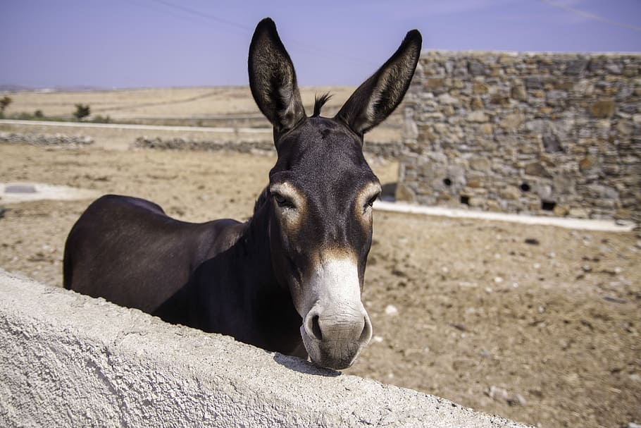 donkey standing beside concrete wall, brown and white donkey of gray concrete wall, HD wallpaper