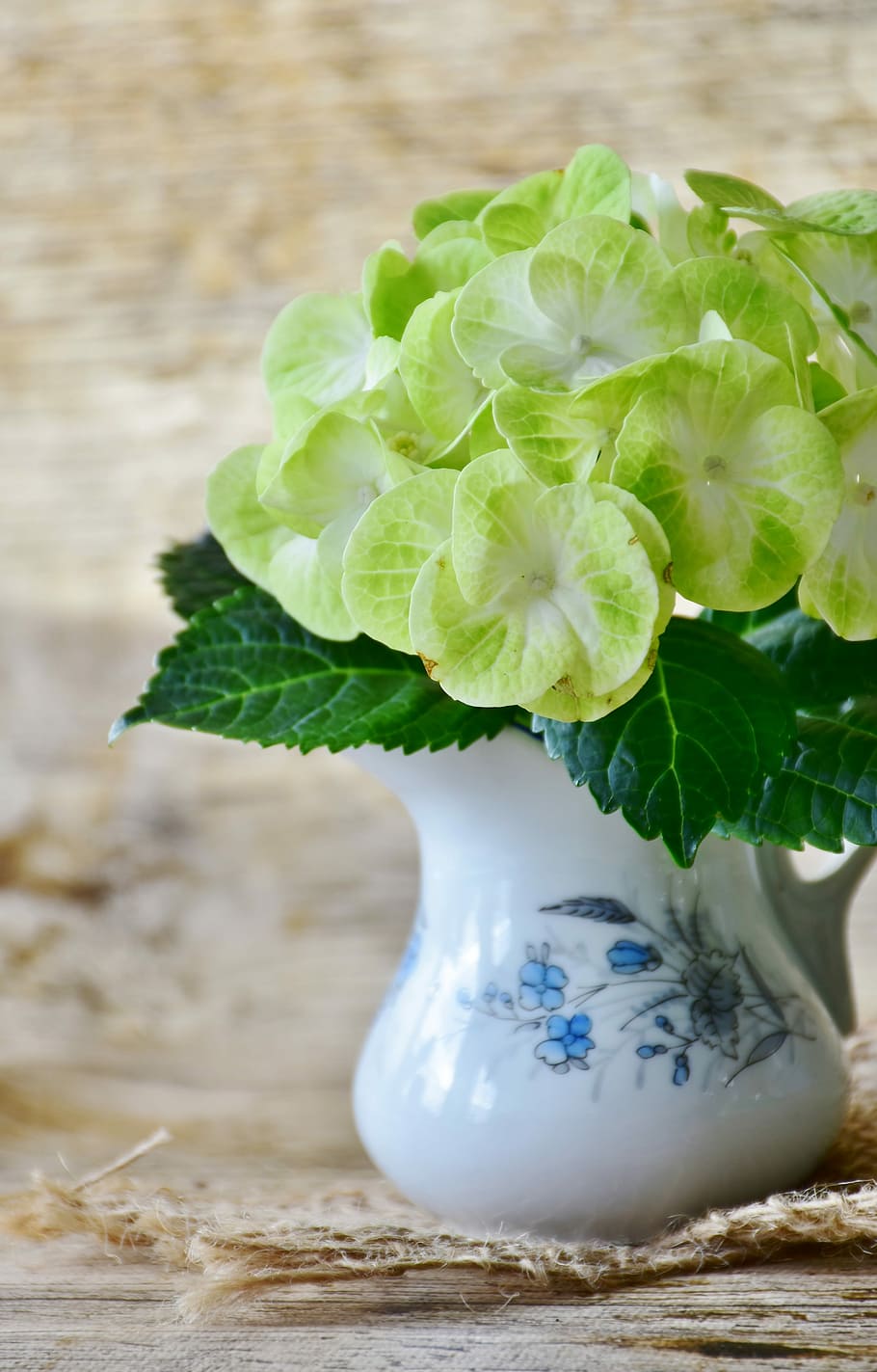 green-and-white petaled flowers in white ceramic vase on table