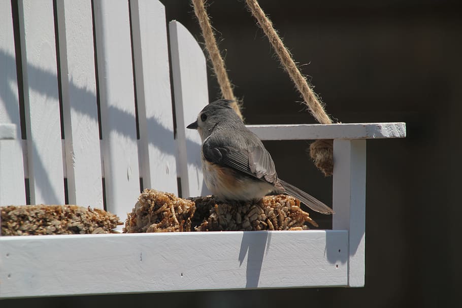 Tufted Titmouse, Bird, Nature, feathers, wildlife, animal, black HD wallpaper