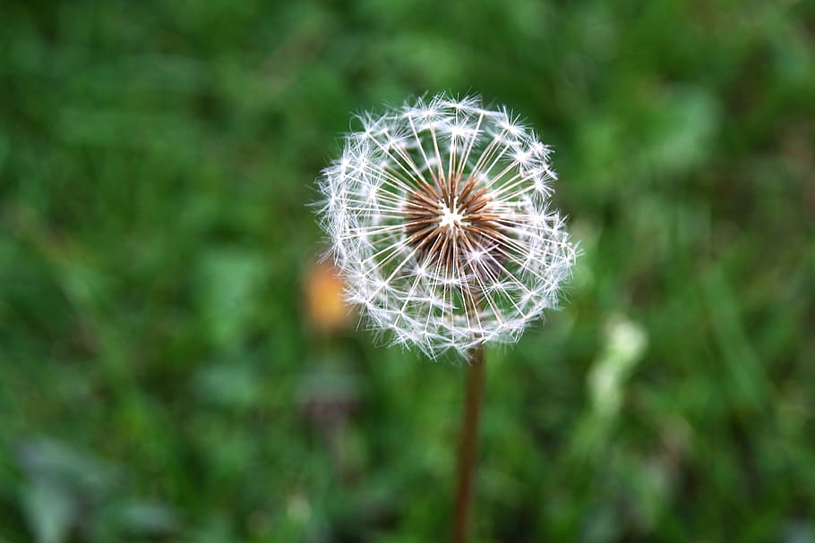 Dandelion, Meadow, growth, nature, fragility, close-up, flower HD wallpaper