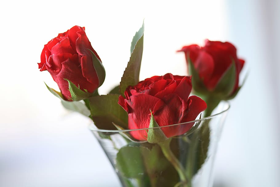 selective focus photo of red rose arrangement, roses, hands help HD wallpaper
