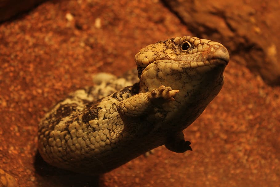 lizard, reptiles, animal, animal themes, one animal, vertebrate HD wallpaper
