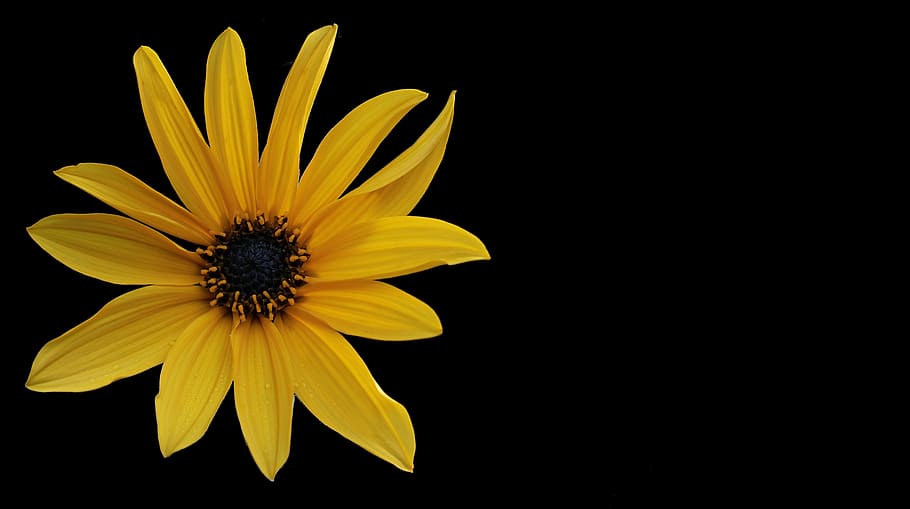 HD wallpaper: Sunflower on black background, sun flower, yellow, blossom,  bloom | Wallpaper Flare